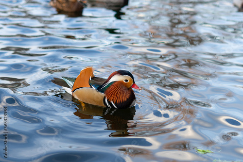A beautiful drake mandarin duck Aix galericulata with natural patterns of orange color and red beak floats on the lake on the water. Horizontal image for your design