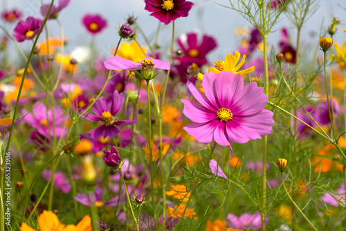 Fototapeta Naklejka Na Ścianę i Meble -   Beautiful cosmos flowers blooming in the garden.Beautiful spring flowers