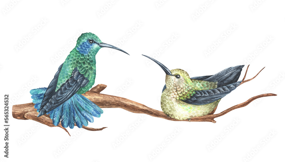Fototapeta premium Watercolor illustration. Two hummingbirds sit on a branch and look at each other. Tropical exotic bird. Isolated on a white background. For design printing on fabrics and home goods