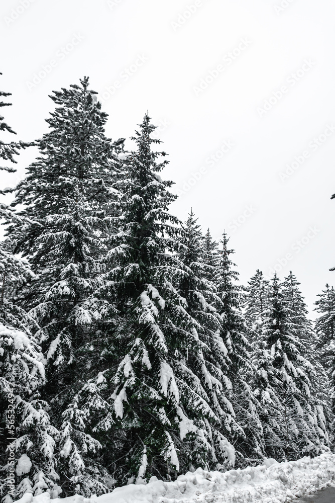 Fototapeta premium Mountain forest