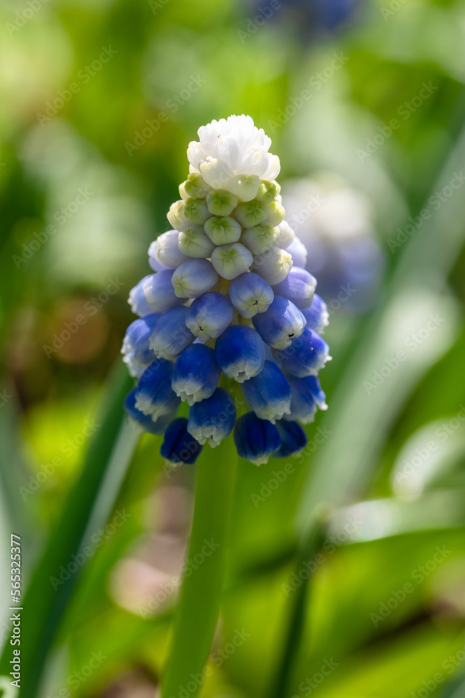 Muscar flowers on close up. Spring in time Grape Hyacinth. Muscar flowers on close up. Spring in time Grape Hyacinth.