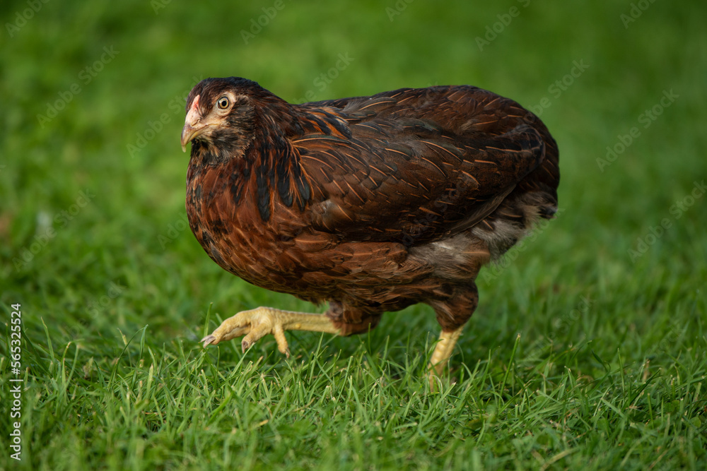 Hen in nature background Hen in nature background