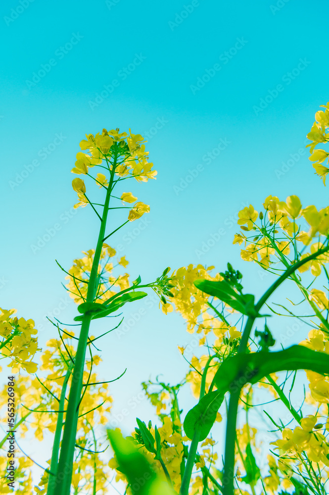 Obraz premium 菜の花 素材