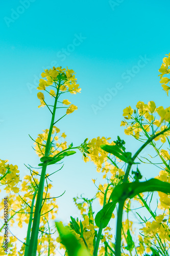 菜の花 素材