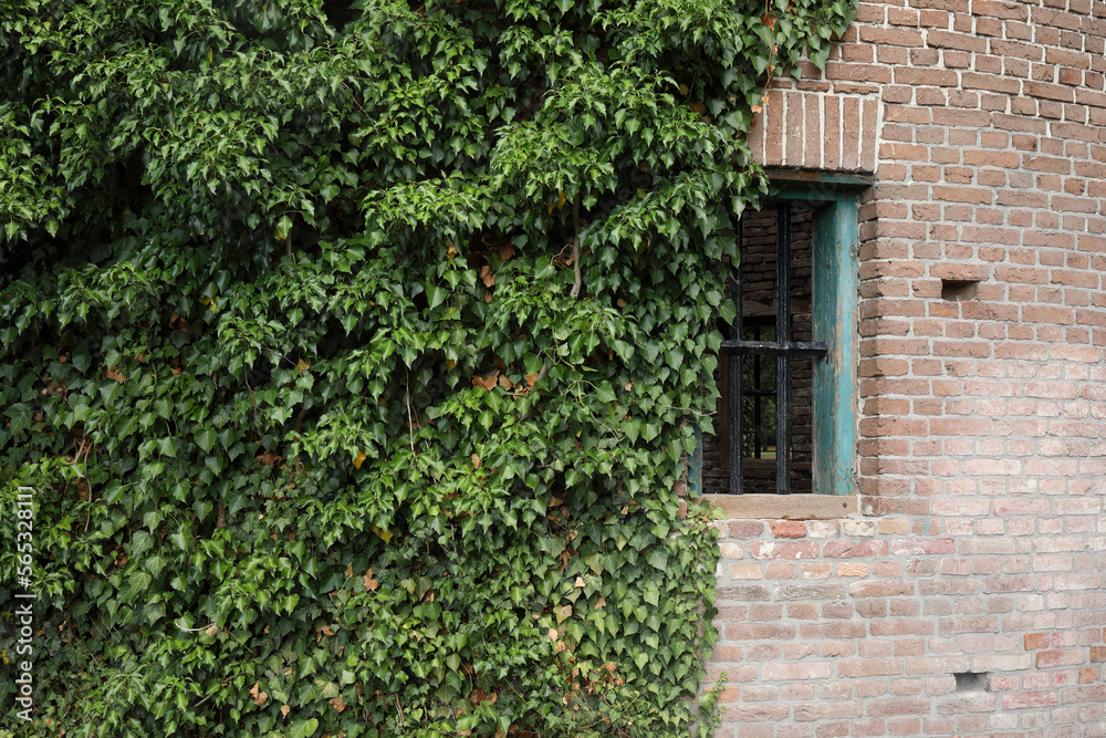 The wall of a ruin is slowly being covered with Common Ivy
