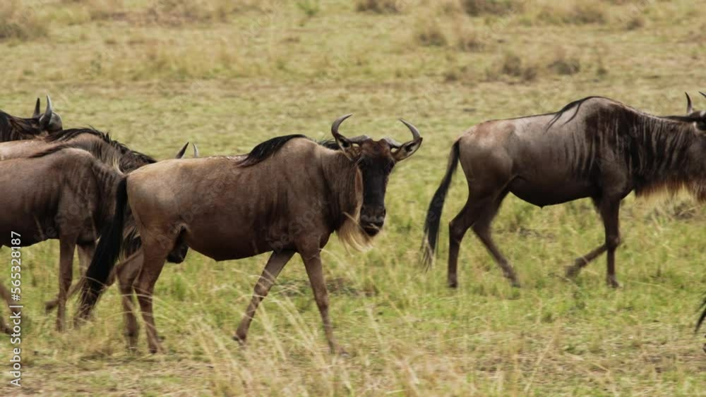 Wildebeest calmly walk through dry grass of plain in Kenya. Unique videos about wildebeest migrations taken during safari. Footage in collection about wildebeest. Wildebeest calmly walk through dry grass of plain in Kenya. Unique videos about wildebeest migrations taken during safari. Footage in collection about wildebeest.