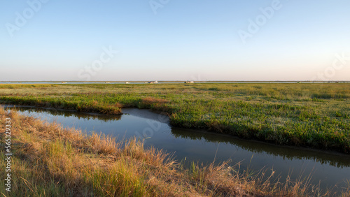 Nature reserve of the Aiguillon bay in Charente-Maritime coast