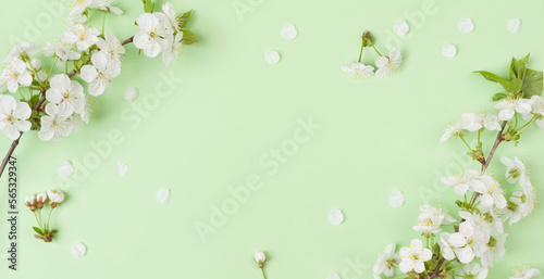 Spring branches of blossoming cherry against green background with space