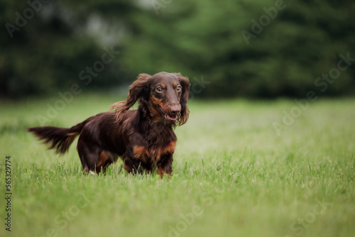 Chocolate longhaired dachshund in nature on grass. Beautiful dog in the park