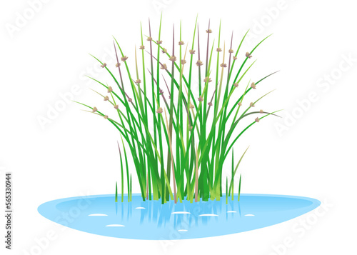 Lakeshore bulrush plant grow near the water isolated illustration  water plants for decorative pond in landscape design garden  green lake bulrush plants in water on side view  needle leaves plant