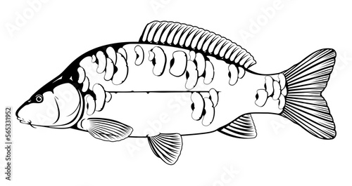 Realistic mirror carp fish in black and white isolated illustration, one freshwater fish on side view, commercial and recreational fisheries