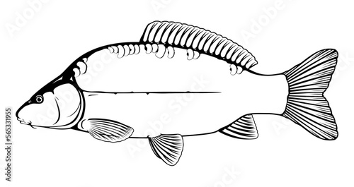 Realistic leather carp fish in black and white isolated illustration, one freshwater fish on side view, commercial and recreational fisheries