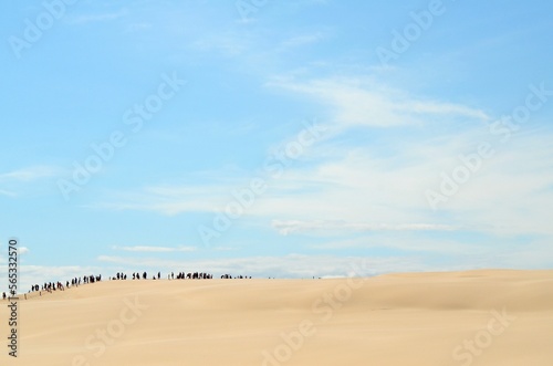 karavana walking on sand dunes and blue sky