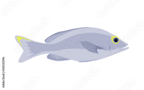 Fish in flat style. Gray and yellow Fish illustration isolated on white background. vector illustration