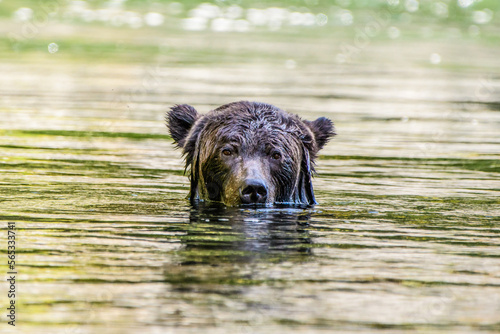 Grizzly bear in the river 