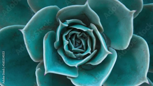 Close up of a teal cactus. Teal cactus leaves. Cactus background. Cactus plant pattern wallpaper. High angle view.