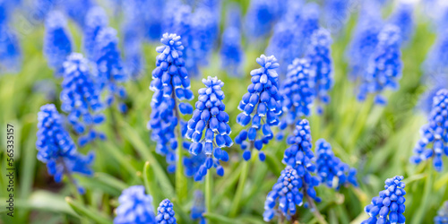 Delicate blue flowers of Muscari armeniacum. Spring flowering. Spring season. Floral background. selective focus