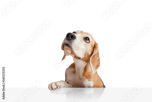A beagle dog looking up with paws hanging over white table. Isolated on white background. Copy space. Suitable for collage and banner making and any other design