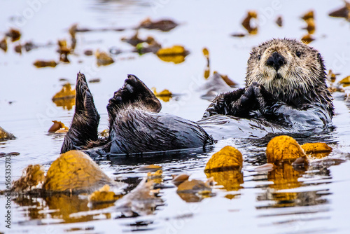 Cute adorable Sea Otter