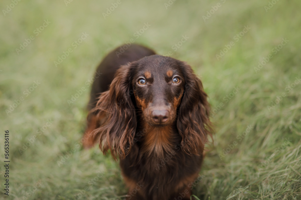Chocolate longhaired dachshund in nature on grass. Beautiful dog in the park