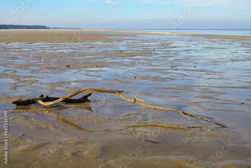 Natural background, snag on sandy shore and water. © Olexandr