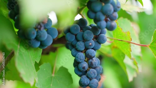 Wallpaper Mural Blue frozen grapes with shriveled berries grow in a vineyard close-up Torontodigital.ca
