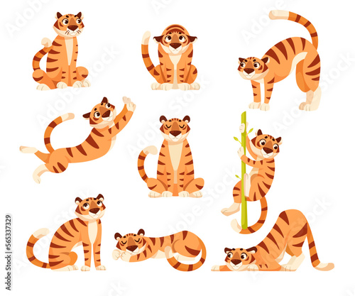 Adult Tiger with Striped Coat in Different Pose Vector Set