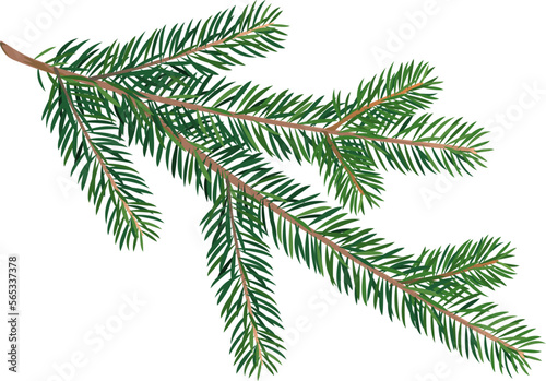 One big green spruce twig for decoration isolated illustration, wild green realistic spruce twig, fresh broken branch of a coniferous tree