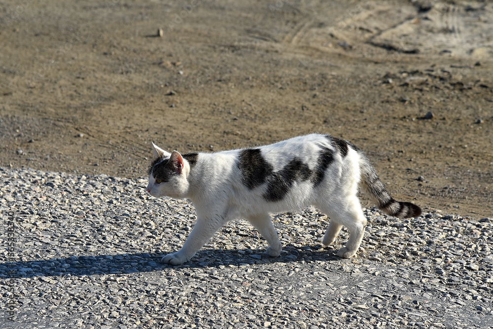 Fototapeta premium schwarz weisse Katze im Lauf