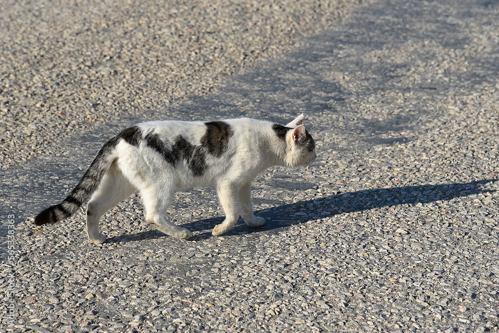 Fototapeta premium schwarz weisse Katze im Lauf