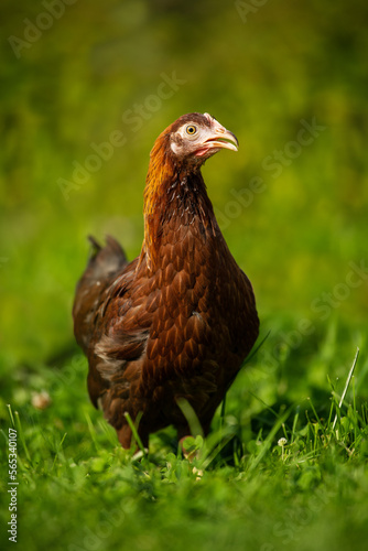 Hen in nature background