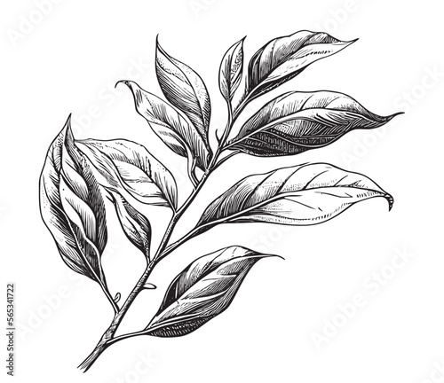 Tea leaves hand drawn sketch in doodle style Vector illustration