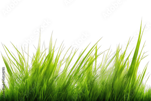 green grass transparent, ai generated
