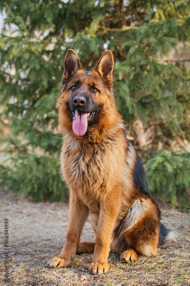 Adult brown German Shepherd in the park near the Christmas tree.