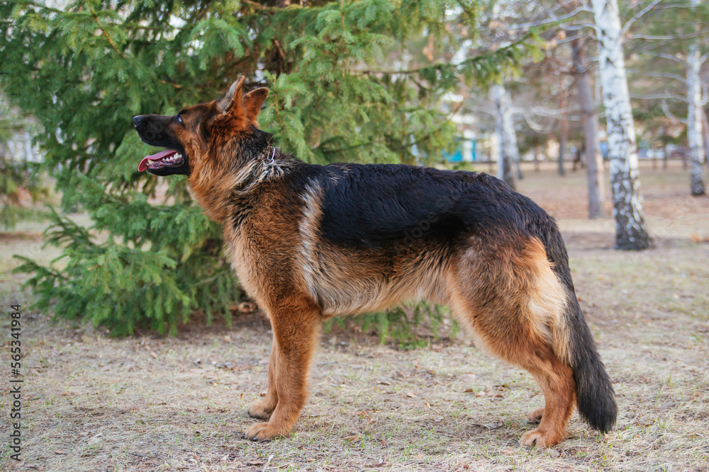 Adult brown German Shepherd in the park near the Christmas tree. Adult brown German Shepherd in the park near the Christmas tree.