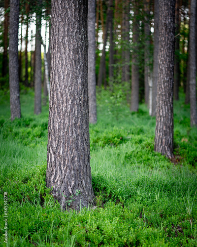 Pine forest with green undergrowth