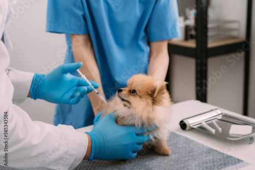 Fototapeta Naklejka Na Ścianę i Meble -  Veterinary laboratories - Injection dogs.