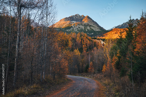 Golden hues of autumn foliage contrast against the majestic Gerlach peak in the High Tatras. A peaceful and serene scene