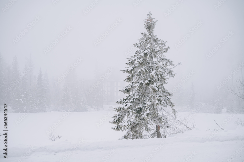 Naklejka premium A majestic pine tree stands alone in a sea of white fog, resembling a beautiful Christmas tree. Winter wonderland in the High Tatras