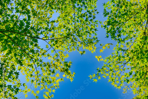 京都 龍安寺の新緑 美しい青もみじ（青モミジ）コピースペースあり （日本京都府京都市） Fresh greenery at Ryoanji Temple in Kyoto, beautiful green maple with copy space, (Kyoto City, Kyoto Prefecture, Japan)
