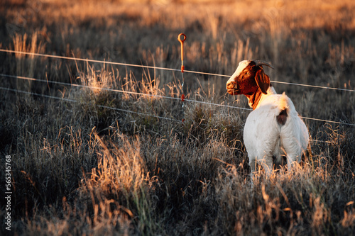 Boer goat standing in the pasture at the fence line photo