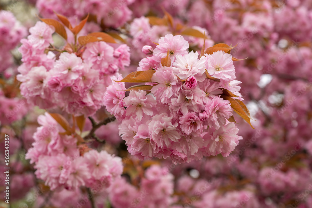Cherry Blossoms with pink Petals on Spring on a sunny day. Sakura. Spring, floral background. A lot of flowers. Cherry Blossoms with pink Petals on Spring on a sunny day. Sakura. Spring, floral background. A lot of flowers.