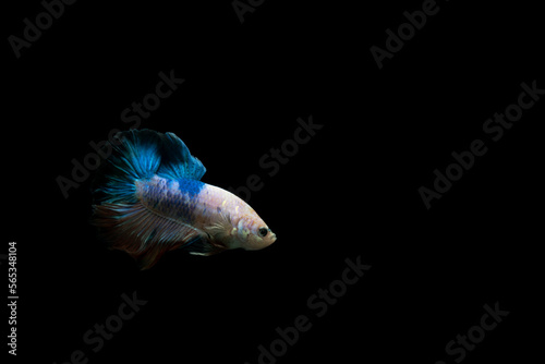 Betta Fish with isolated black background © daniel
