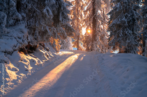 Golden light of the rising sun illuminating a winter wonderland of evergreen trees in the forest. © kovop58