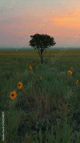 Vertical video of beautiful and colorful orange sunset over green meadow with a single lonely tree and sunflowers. 