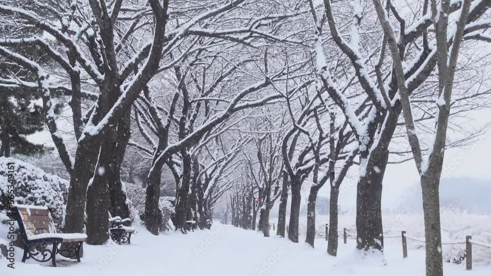 가로수 길에 내리고 있는 눈