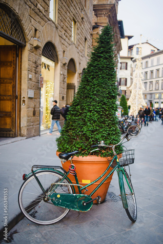 Triangular tree: cypress, thuja on the street of Europe, Italy. A bicycle is parked nearby