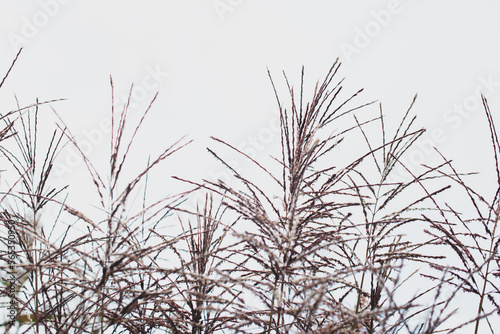 Pampas grass. Reed. Abstract natural background. 
