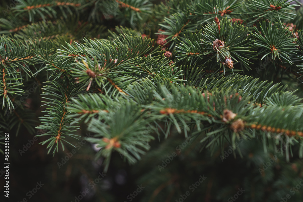 Close-up of a Christmas tree branch, photo