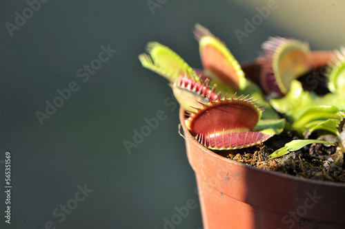 Vászonkép planta carnivora macro fotografia